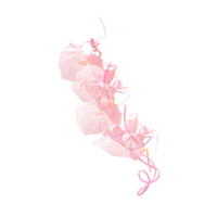 Posy-6