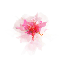 Posy-7