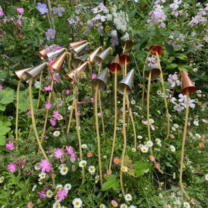 Listening-to-Insects-2020