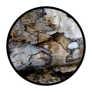 Pattern Study 4, digital photograph, giclée print