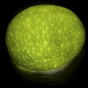 Variations on a Theme, still image from the generative audiovisual work